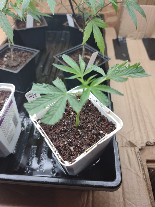 AJ Sour D